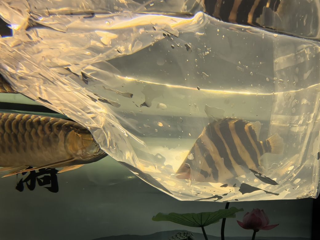 如何鑒別真假金龍魚？ 如何鑒別真假金龍魚？ 龍魚百科 第2張