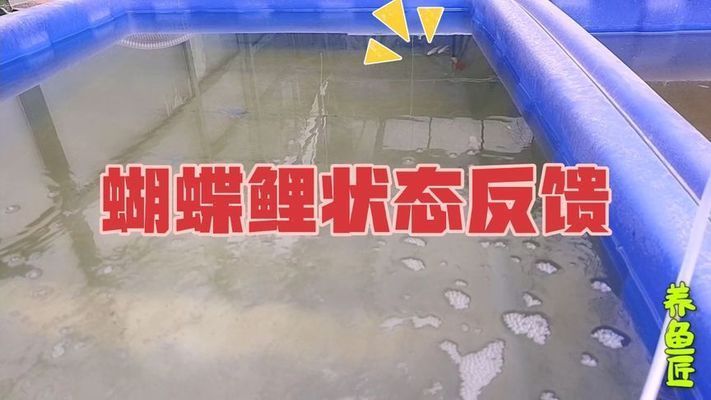 普直蝴蝶鯉最怕三個東西（普身蝴蝶鯉在飼養過程中需要注意三個關鍵問題） 普直蝴蝶鯉最怕三個東西（普身蝴蝶鯉在飼養過程中需要注意三個關鍵問題） 蝴蝶鯉百科 第2張