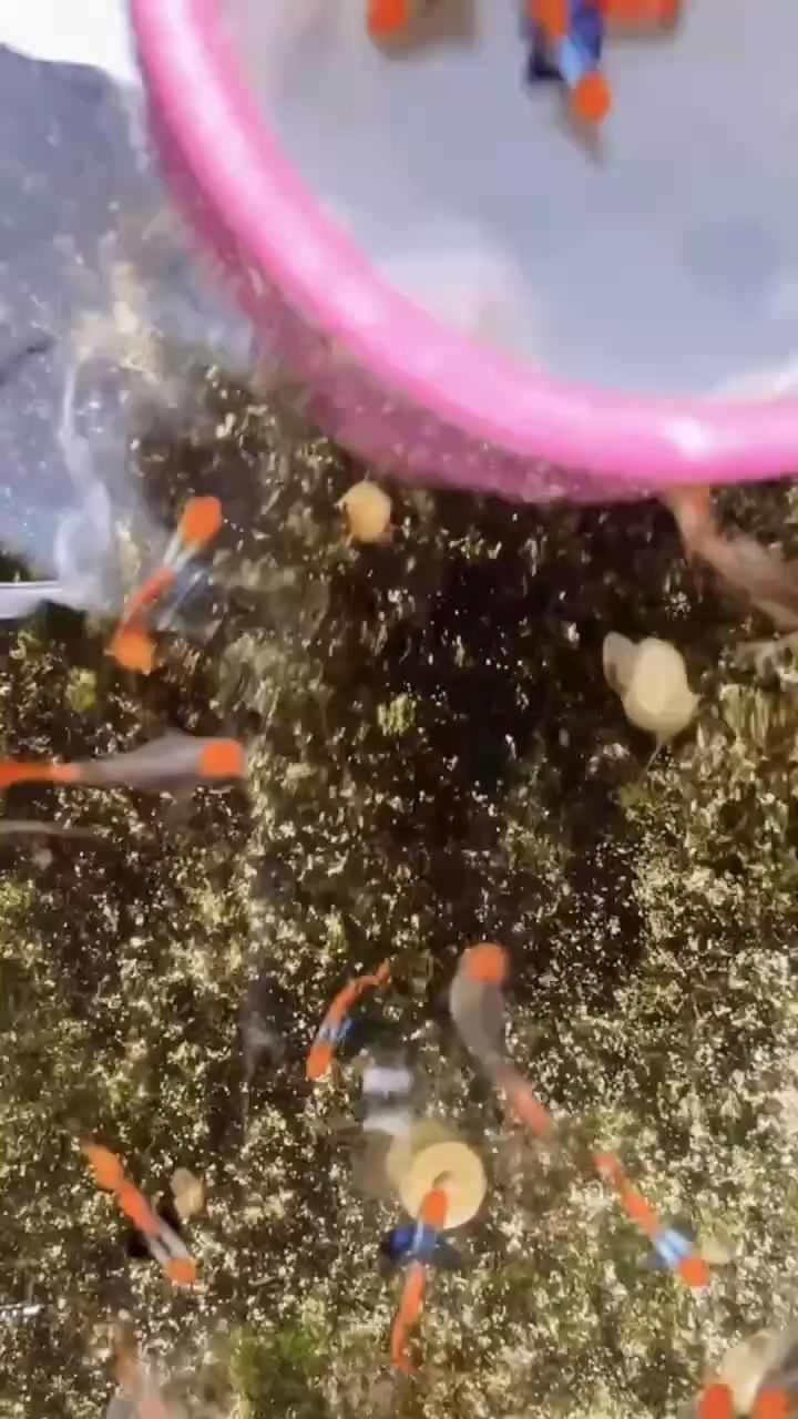 頭白金象耳孔雀魚！明艷紅頭如燃燒的火焰，白金鱗片似灑落的月光，寬大尾鰭仿若靈動象耳，每一次擺尾都搖曳生姿，游動間，盡顯水中貴族的優雅氣質，讓整個魚缸都成了它的T臺。

	2.	養魚新手看過來！強烈安利紅頭白金象耳孔雀魚，飼養難度低，對水質水溫要求不苛刻。它不僅好養，顏值更是爆表，紅頭醒目，白金閃耀，象耳般的大尾鰭飄逸靈動，輕松成為魚缸里的顏值擔當，給你帶來滿滿的養魚樂趣。

	3.	家人們，誰懂啊！自從在魚市一眼相中紅頭白金象耳孔雀魚，我的生活都變得不一樣了。