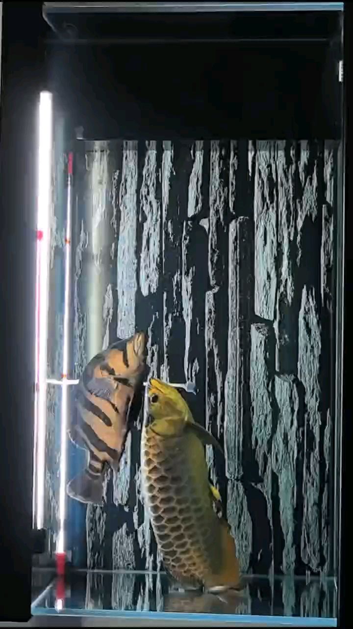 有哪些中藥可以預防魚鰓蓋潰爛，中草藥預防魚鰓蓋潰爛