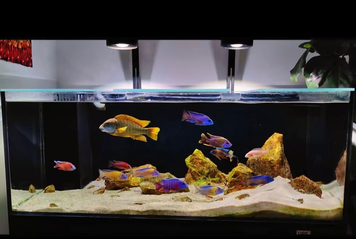 打卡了 打卡了 龍魚論壇