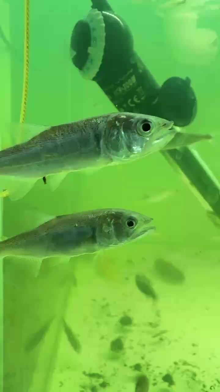 阿根廷黃金河虎5-6cm很活力