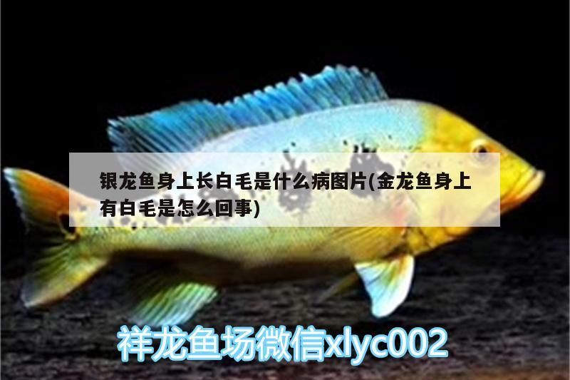 銀龍魚身上長白毛是什么病圖片(金龍魚身上有白毛是怎么回事) 銀龍魚身上長白毛是什么病圖片(金龍魚身上有白毛是怎么回事) 銀龍魚百科