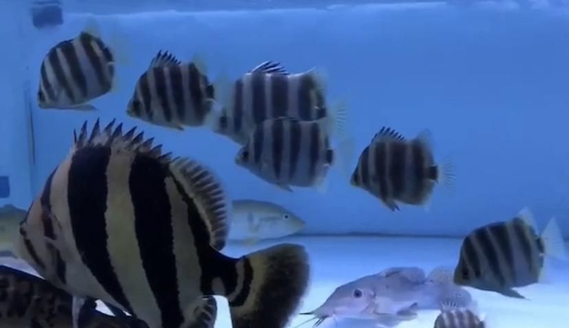 本地魚苗批發指南，如何找到附近優質魚苗供應商