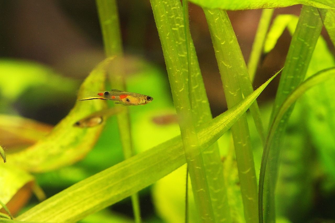 魚缸需要蓋子嗎貼吧 魚缸要蓋起來嗎