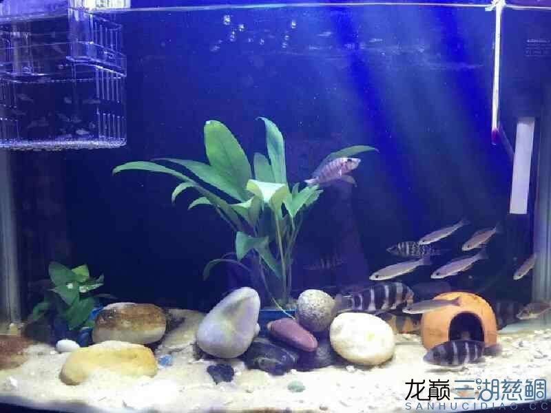 加個草效果好 錦鯉魚百科 第1張 加個草效果好 加個草效果好 錦鯉魚百科 第1張