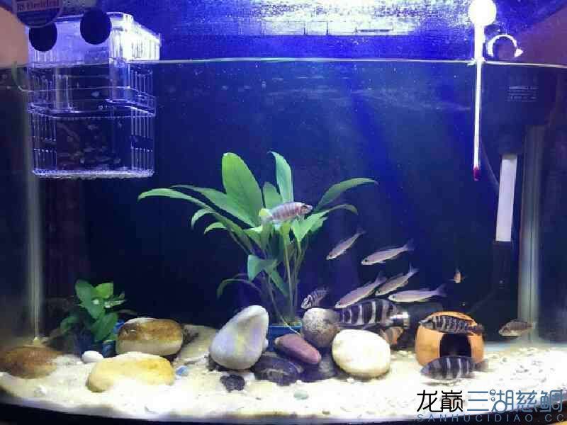 加個草效果好 錦鯉魚百科 第2張 加個草效果好 加個草效果好 錦鯉魚百科 第2張