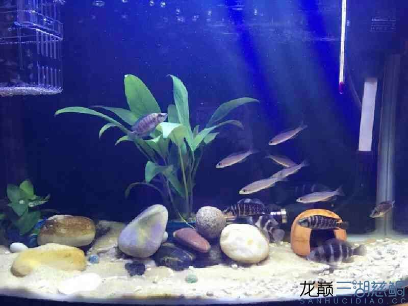 加個草效果好 錦鯉魚百科 第3張 加個草效果好 加個草效果好 錦鯉魚百科 第3張
