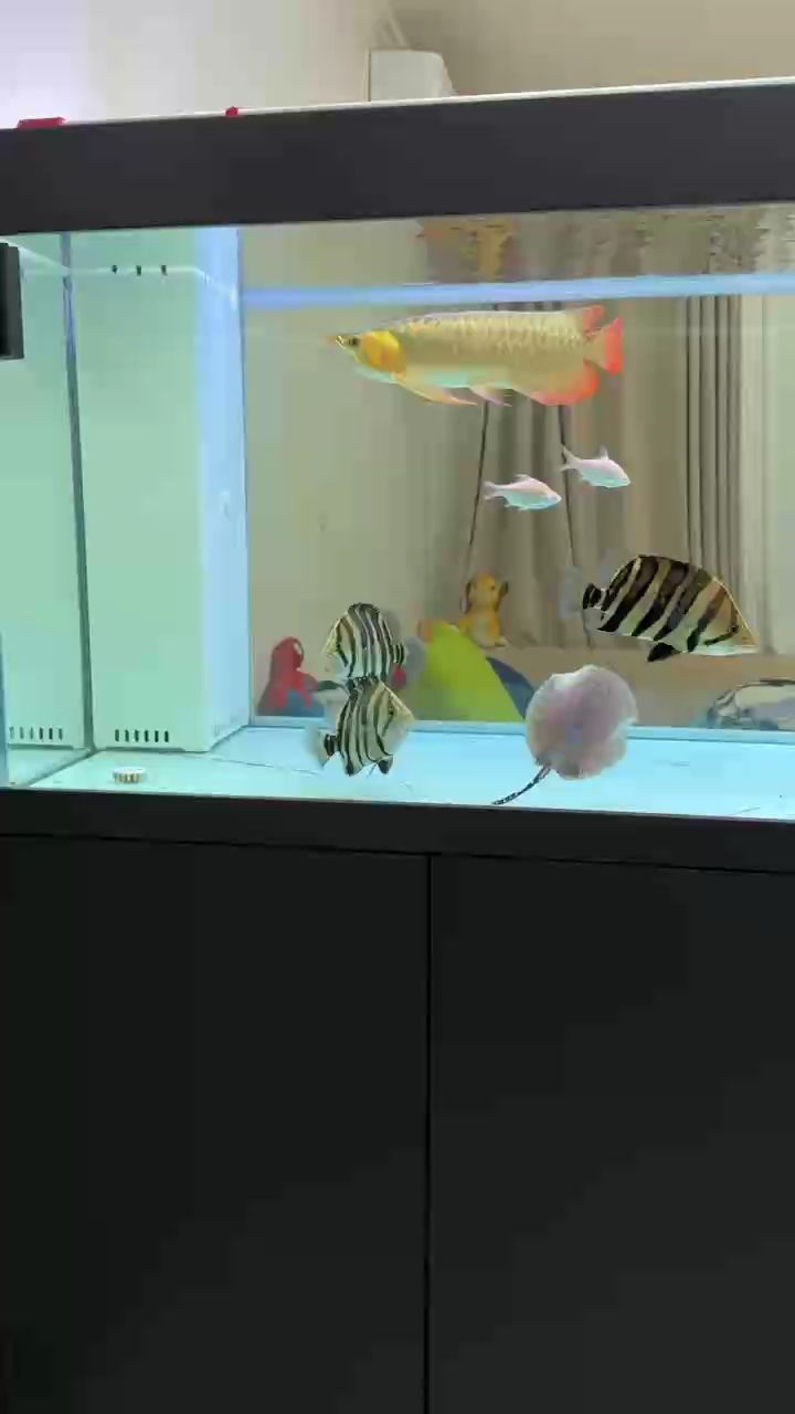 周末賞一下魚