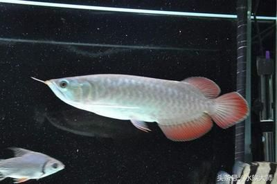 龍魚缸ph值8.5高不高，龍魚缸ph值8.5之間的水質是偏高的，可能會影響龍魚健康