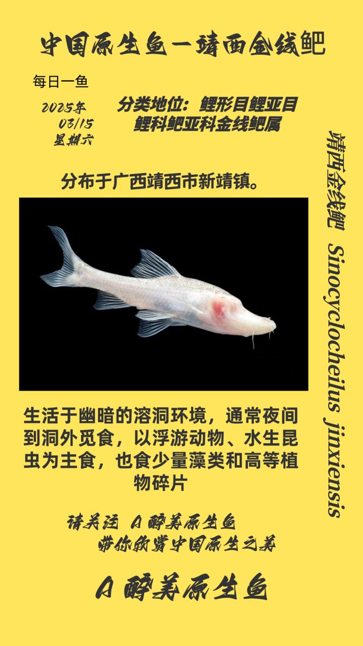 <strong><mark>靖西</mark></strong>金線鲃