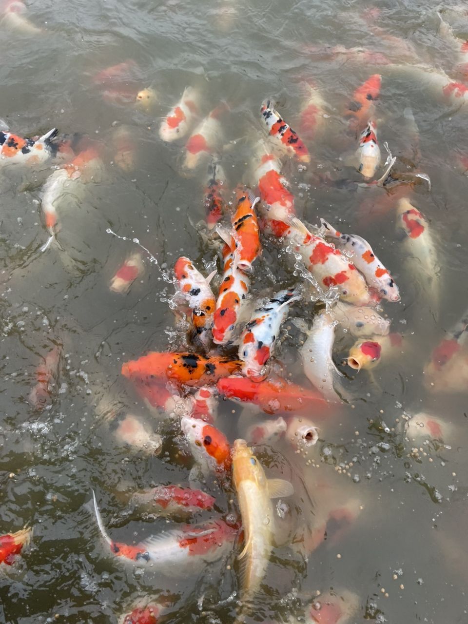 漂亮的錦鯉 漂亮的錦鯉 龍魚論壇 第2張