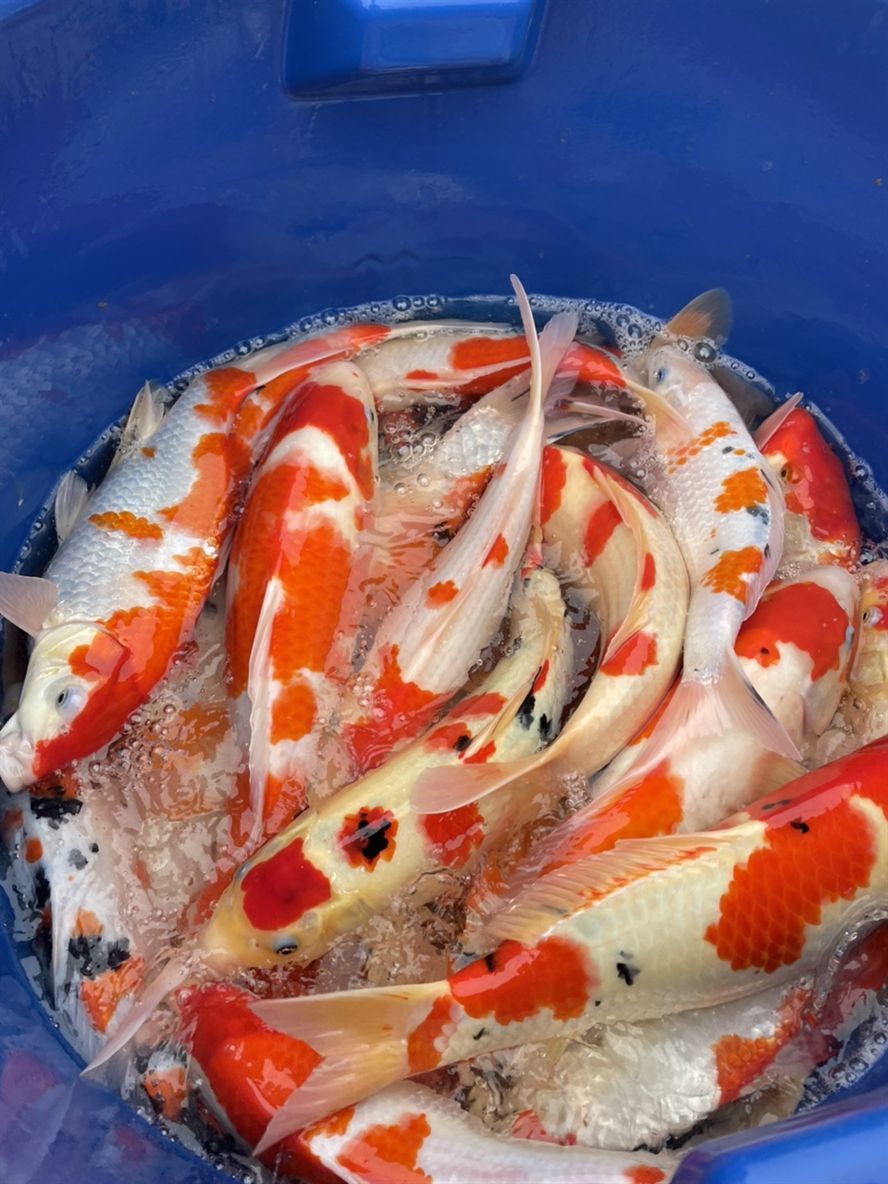 漂亮的錦鯉 漂亮的錦鯉 龍魚論壇 第3張