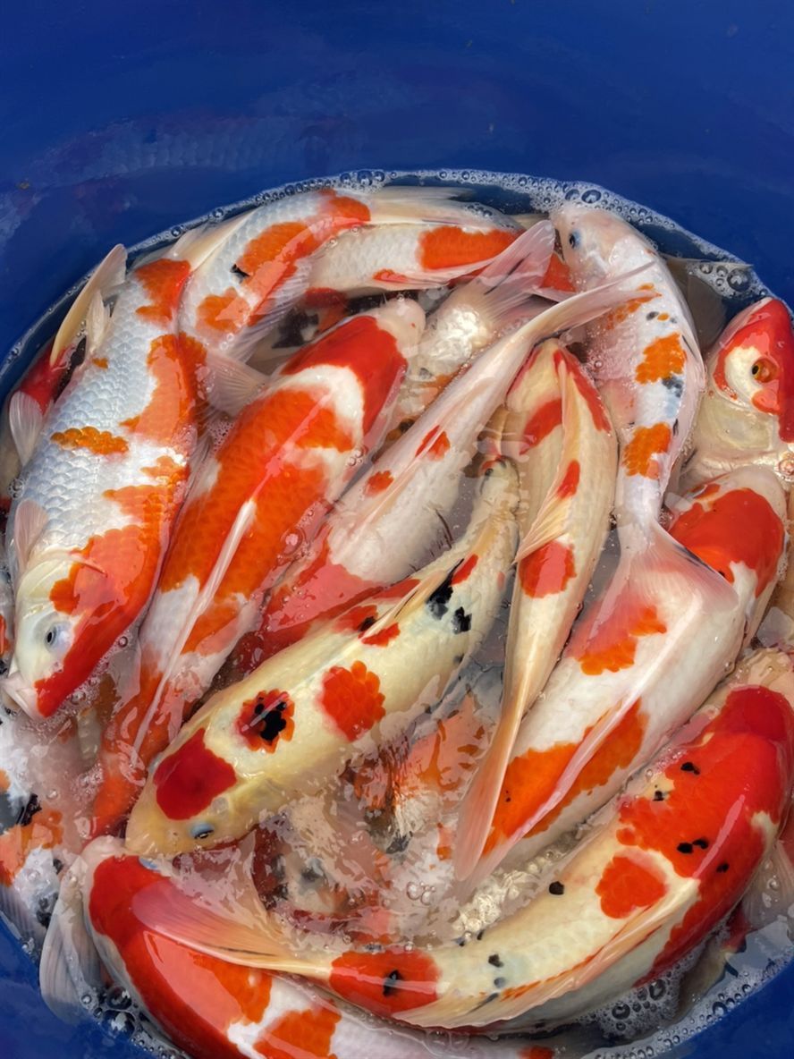 漂亮的錦鯉 漂亮的錦鯉 龍魚論壇 第4張