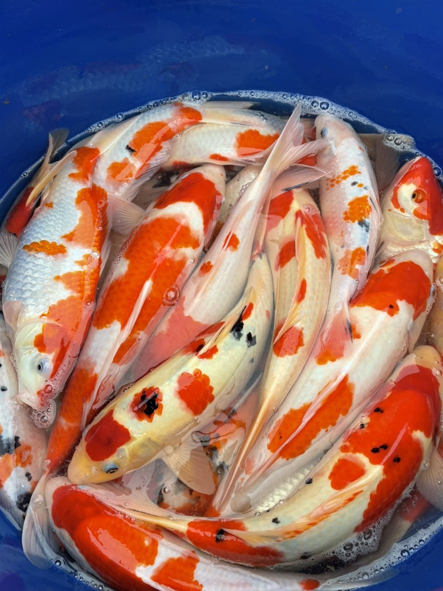 漂亮的錦鯉 漂亮的錦鯉 龍魚論壇 第5張