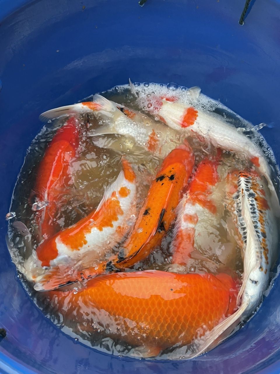 漂亮的錦鯉 漂亮的錦鯉 龍魚論壇 第6張