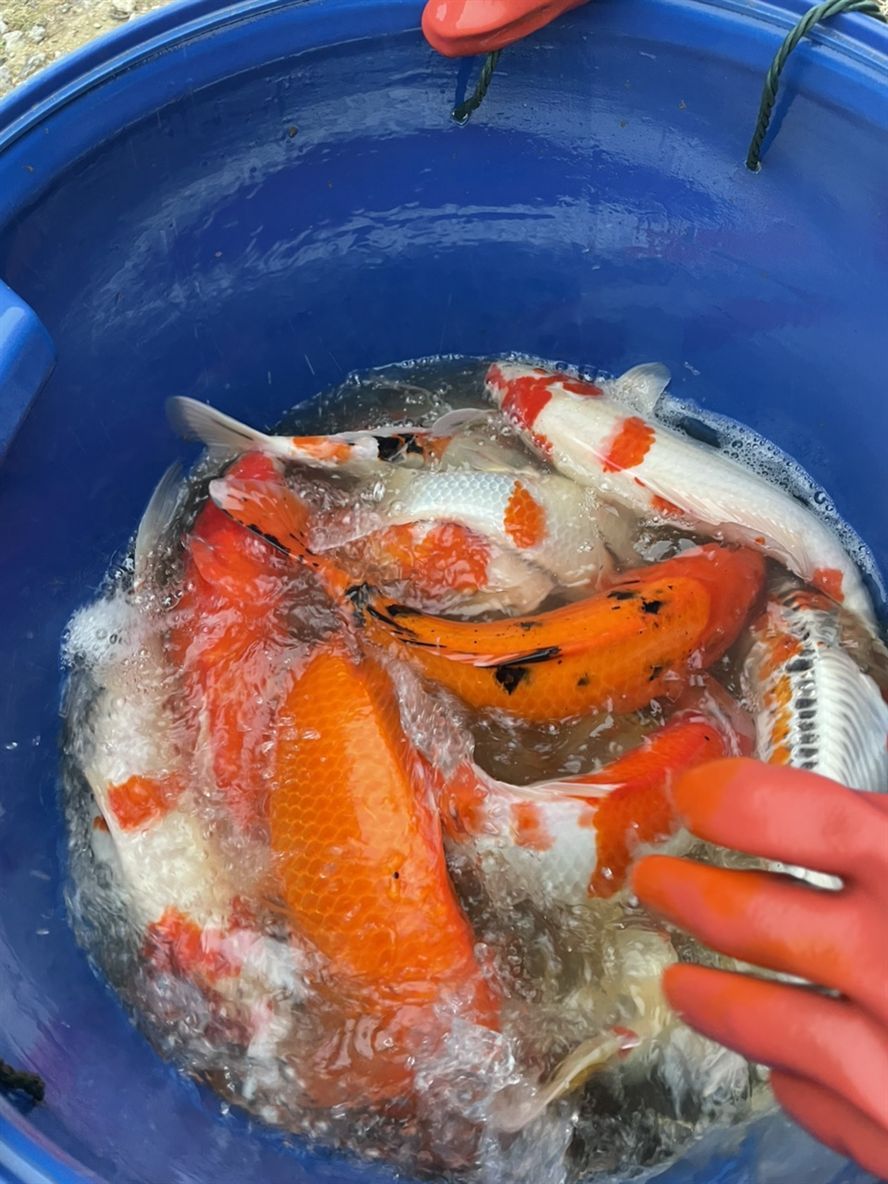 漂亮的錦鯉 漂亮的錦鯉 龍魚論壇 第7張