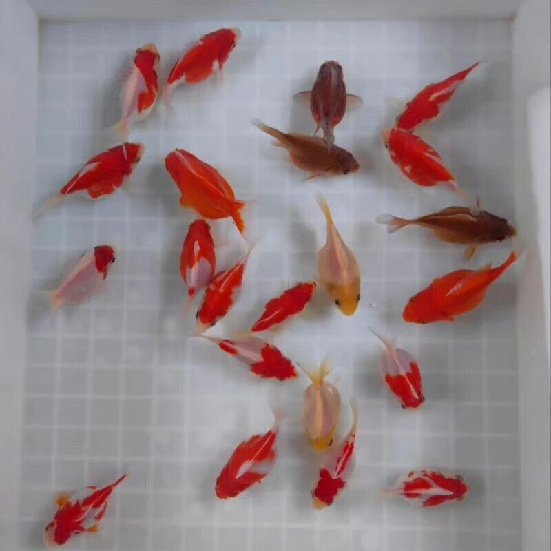 魚龍最準(zhǔn)確生肖，揭秘十二生肖中的神秘跨界象征