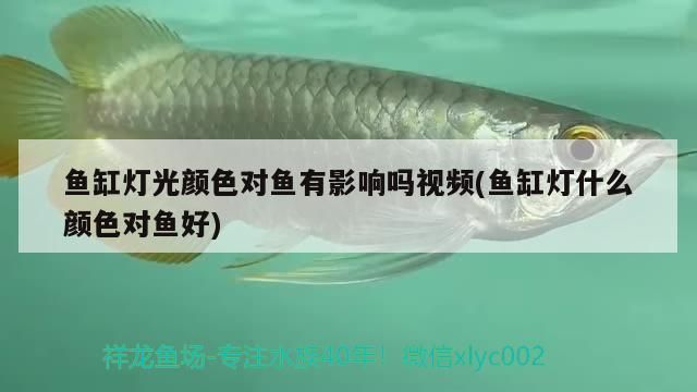 魚龍混雜，最簡單三個生肖的智慧與奧秘 魚龍混雜，最簡單三個生肖的智慧與奧秘 龍魚百科 第3張