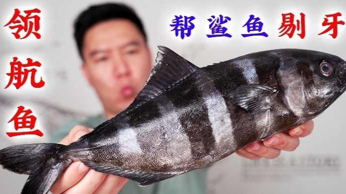 怎么分辨紅龍魚的好壞圖解大全視頻：怎么分辨紅龍魚的好壞？圖解大全助你成為鑒賞高手