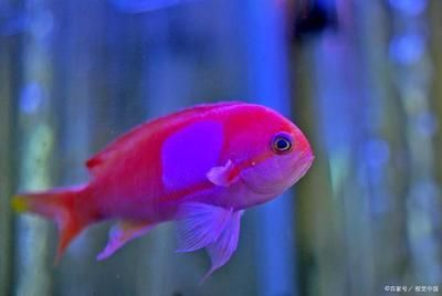 購買觀賞魚市場買還是網上買比較好（網上購買觀賞魚可以選擇市場購買或網上購買或網上購買）