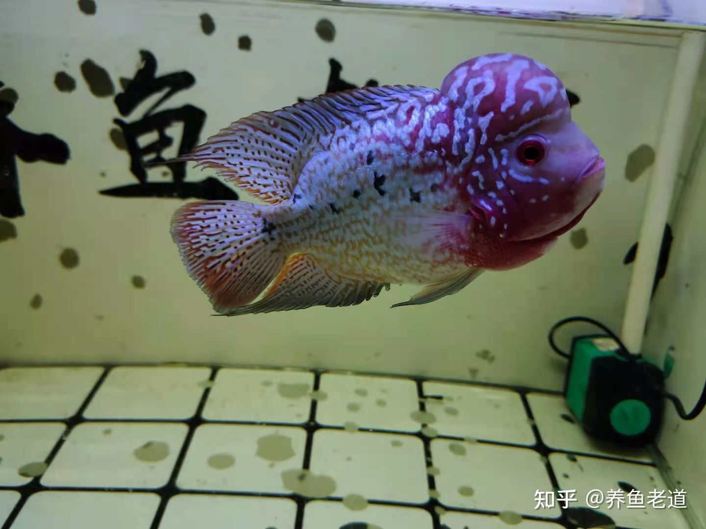 購買觀賞魚市場買還是網上買比較好（網上購買觀賞魚可以選擇市場購買或網上購買或網上購買）