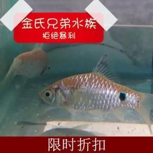 購買觀賞魚市場買還是網上買比較好（網上購買觀賞魚可以選擇市場購買或網上購買或網上購買）