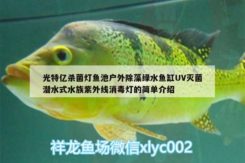 紅龍魚用黃燈烤有用嗎 光特億殺菌燈魚池戶外除藻綠水魚缸UV滅菌潛水式水族紫外線消毒燈的簡單介紹 光特億 光特億殺菌燈魚池戶外除藻綠水魚缸UV滅菌潛水式水族紫外線消毒燈的簡單介紹 光特億殺菌燈魚池戶外除藻綠水魚缸UV滅菌潛水式水族紫外線消毒燈的簡單介紹 光特億