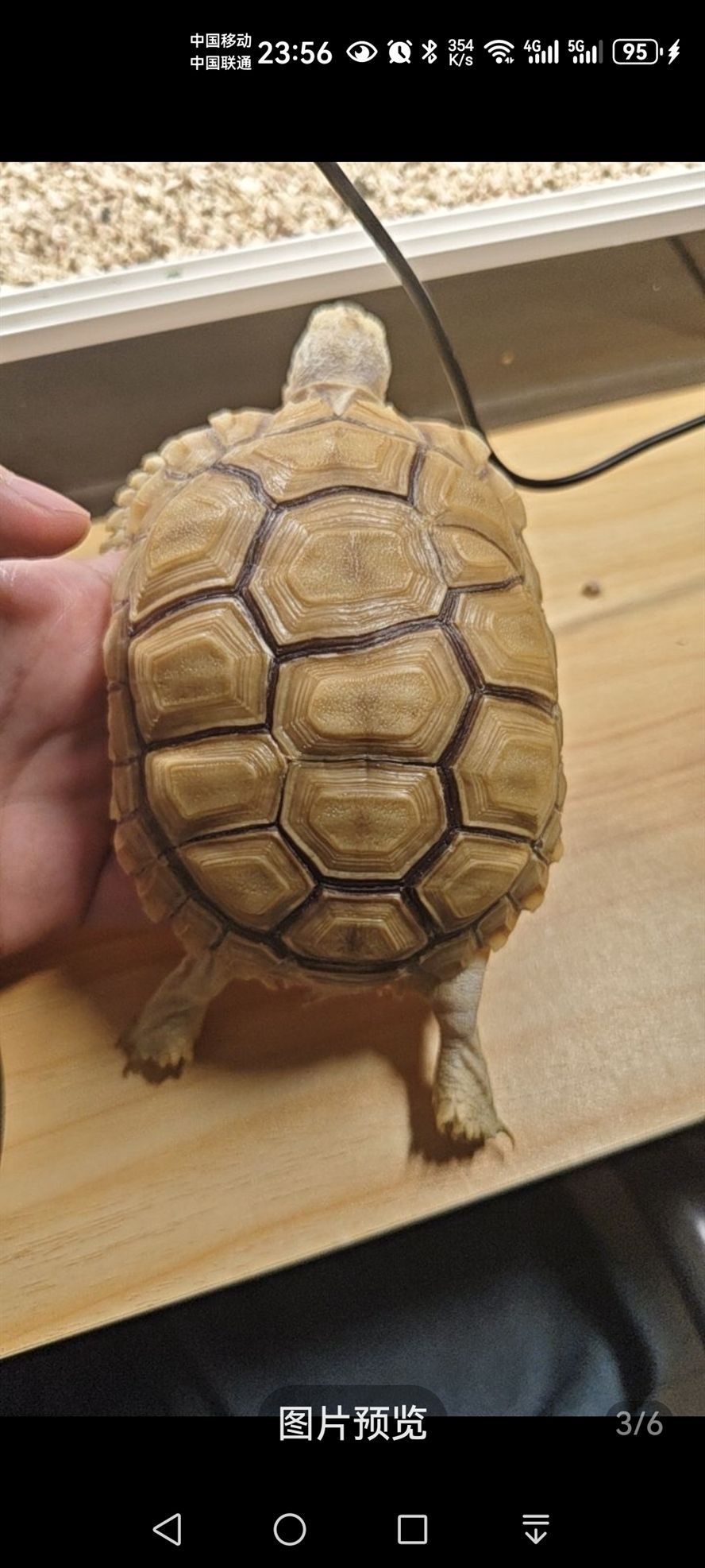 文玩陸龜
