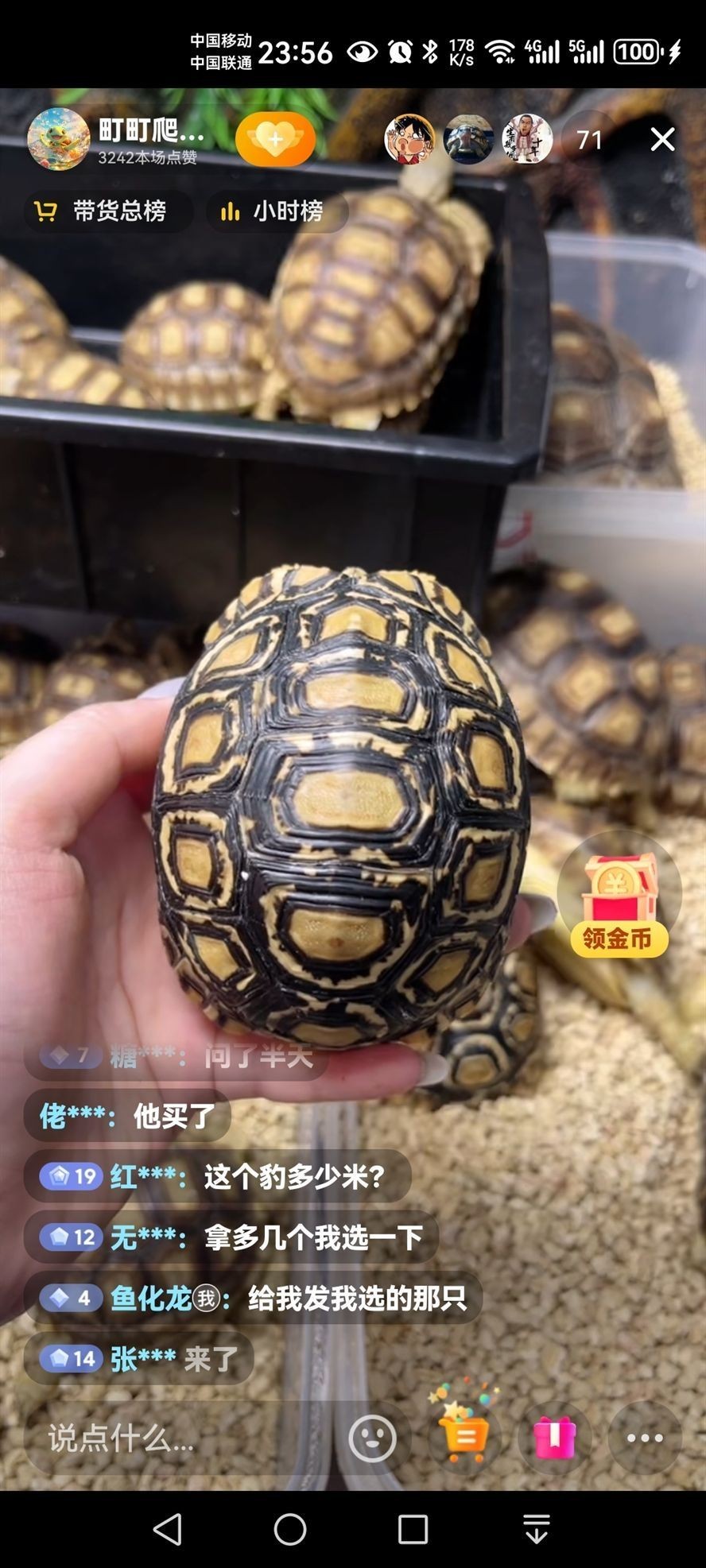 文玩陸龜