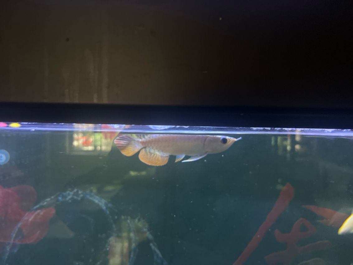 18cm 18cm 龍魚論壇
