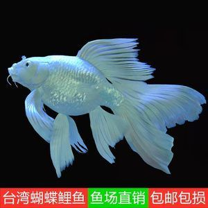 球體蝴蝶鯉百度百科(關(guān)于球體蝴蝶鯉的綜合信息整理)