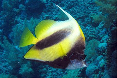 觀賞魚飄在水面上（觀賞魚飄在水面上可能由多種原因引起水族生態系統的維護）