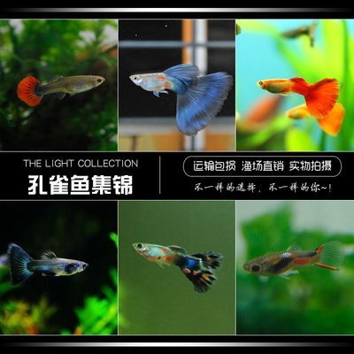 觀賞魚推薦（全球十大最受歡迎的觀賞魚及其特點(diǎn)：觀賞魚十大品牌排行榜）