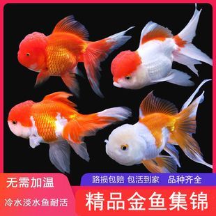 觀賞魚推薦（全球十大最受歡迎的觀賞魚及其特點(diǎn)：觀賞魚十大品牌排行榜）