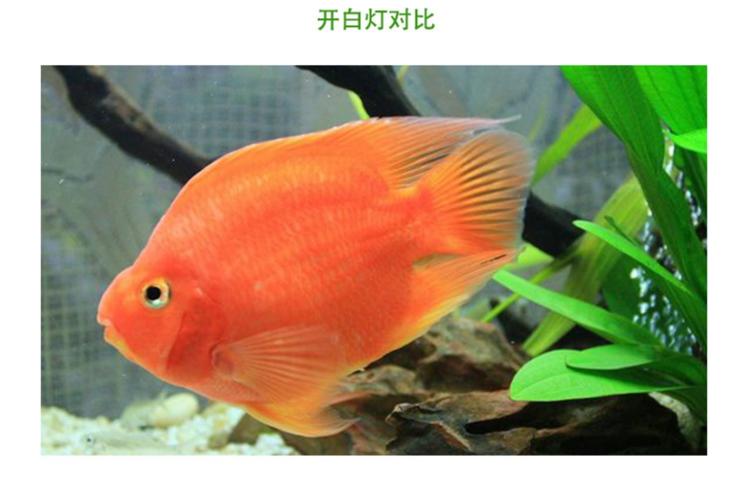 觀賞魚推薦(全球十大最受歡迎的觀賞魚及其特點:觀賞魚十大品牌排行榜) 觀賞魚百科 第4張 觀賞魚推薦(全球十大最受歡迎的觀賞魚及其特點:觀賞魚十大品牌排行榜) 觀賞魚推薦(全球十大最受歡迎的觀賞魚及其特點:觀賞魚十大品牌排行榜) 觀賞魚百科 第4張