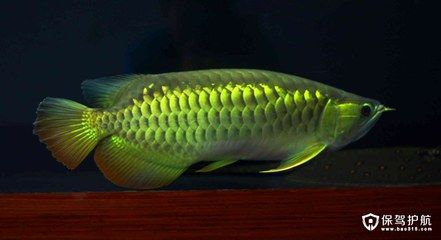 一般的過(guò)背金龍魚(yú)多少錢一條：過(guò)背金龍魚(yú)價(jià)格大致在2000元至10000元之間