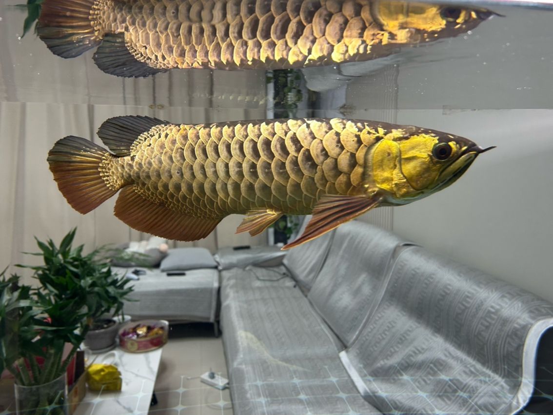 如何長寬一點 龍魚論壇 第2張 如何長寬一點 如何長寬一點 龍魚論壇 第2張