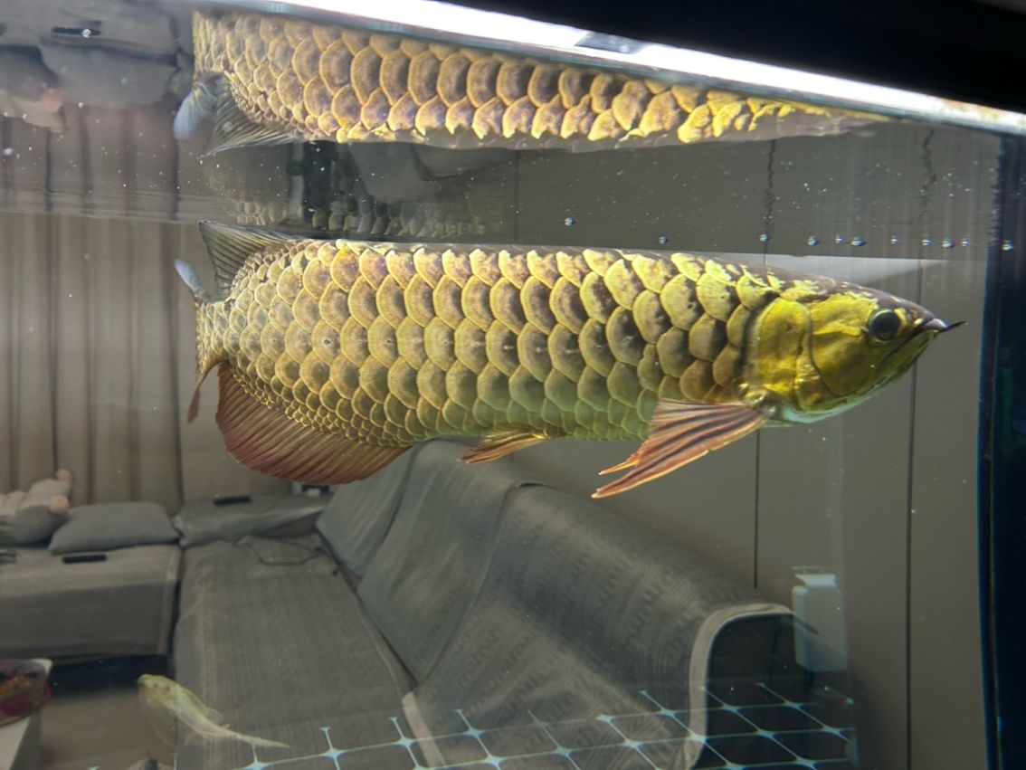 如何長寬一點 龍魚論壇 第3張 如何長寬一點 如何長寬一點 龍魚論壇 第3張