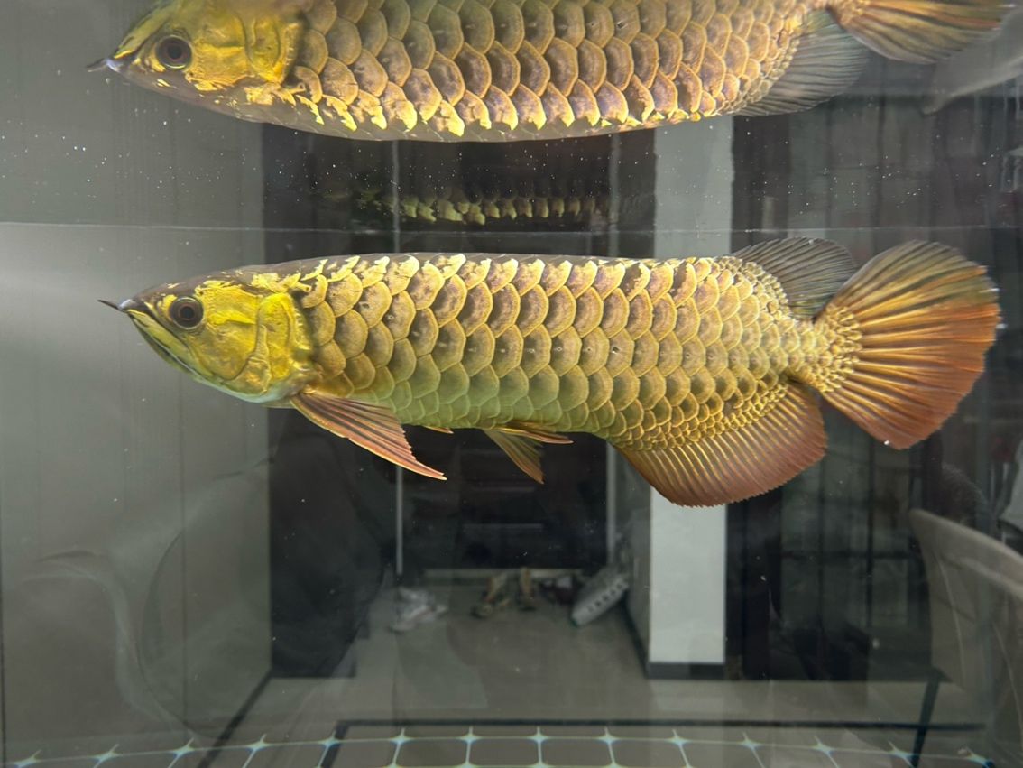 如何長寬一點 龍魚論壇 第4張 如何長寬一點 如何長寬一點 龍魚論壇 第4張