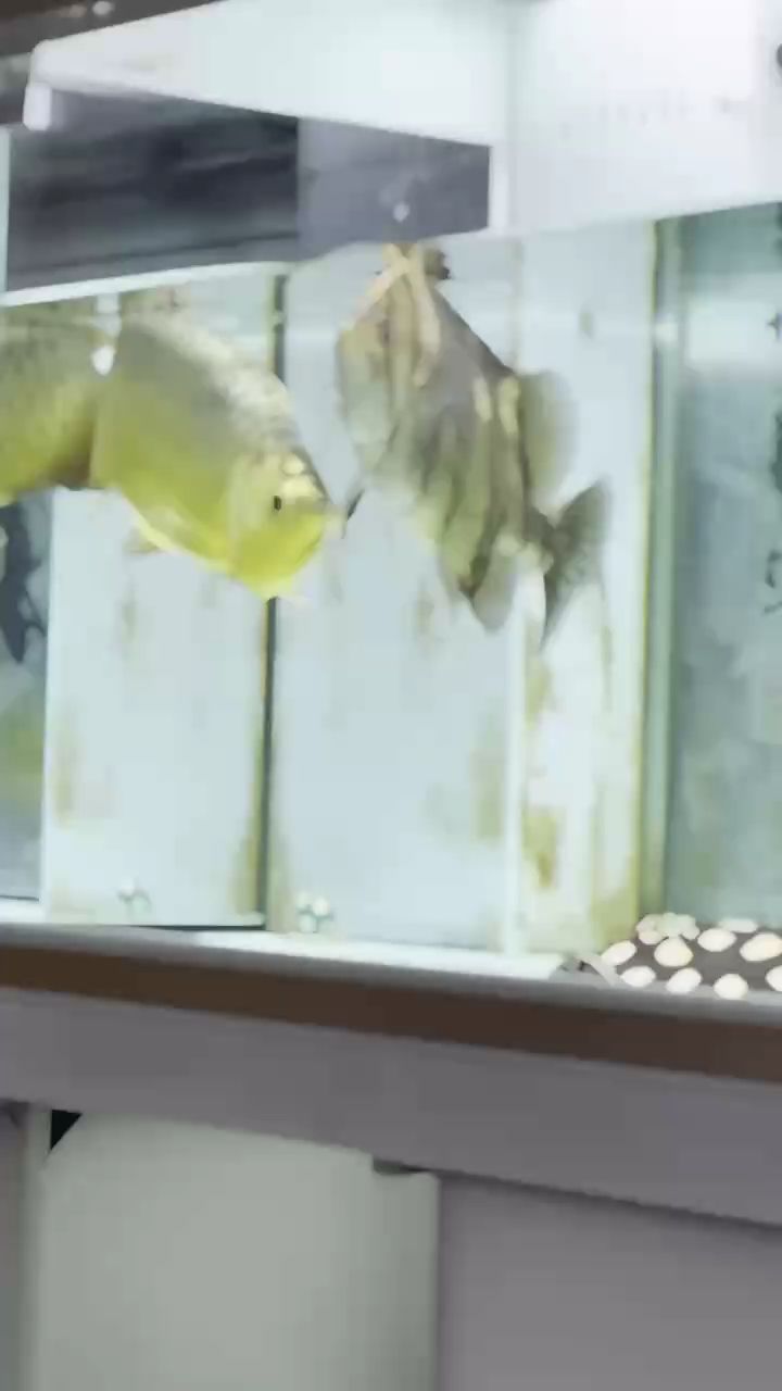 七歲的龍，六歲的虎，五歲的魟