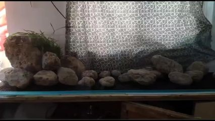 大魚缸里的水草石頭怎么擺放好看（如何打造自然風格的水族箱） 大魚缸里的水草石頭怎么擺放好看（如何打造自然風格的水族箱） 武吉美拉金龍魚 第1張