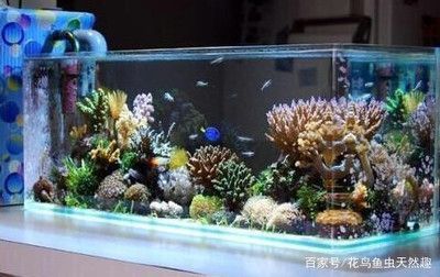 大魚缸里的水草石頭怎么擺放好看（如何打造自然風格的水族箱） 大魚缸里的水草石頭怎么擺放好看（如何打造自然風格的水族箱） 武吉美拉金龍魚 第3張
