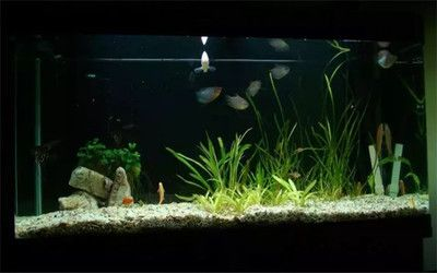 大魚缸里的水草石頭怎么擺放好看（如何打造自然風格的水族箱） 大魚缸里的水草石頭怎么擺放好看（如何打造自然風格的水族箱） 武吉美拉金龍魚 第4張