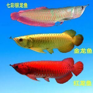 金龍魚與金老虎魚區別：金龍魚與金老虎魚在形態特征和生活習性上存在差異