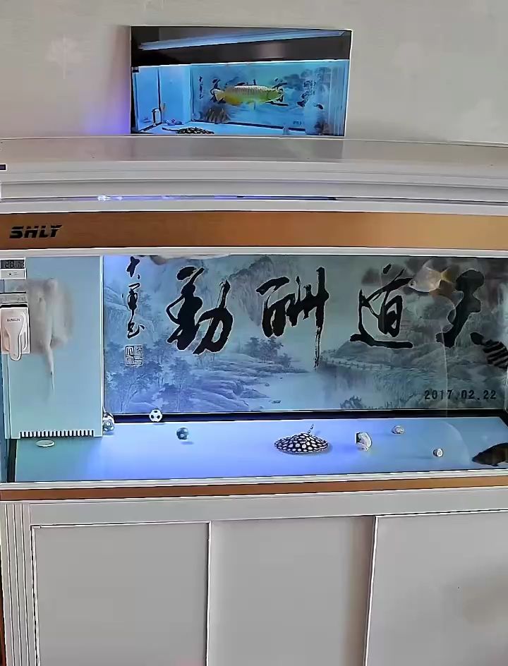 開心到起飛 開心到起飛 龍魚論壇