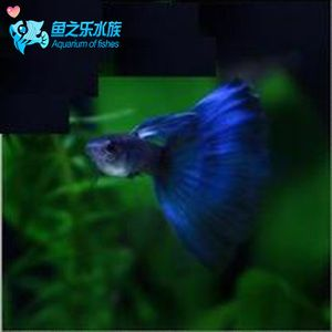 觀賞魚能從網上買嗎（網上購買觀賞魚的養護技巧分享養護技巧分享養魚風險）