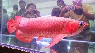 觀賞魚能從網上買嗎（網上購買觀賞魚的養護技巧分享養護技巧分享養魚風險）