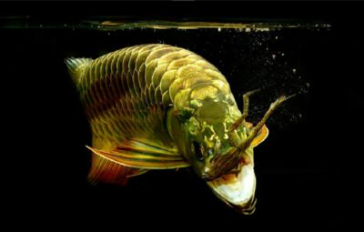 過背金龍魚成長過程描寫片段怎么寫的：過背金龍魚成長過程描寫片段