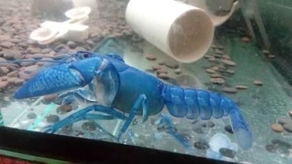 魚龍，正確答案的動物